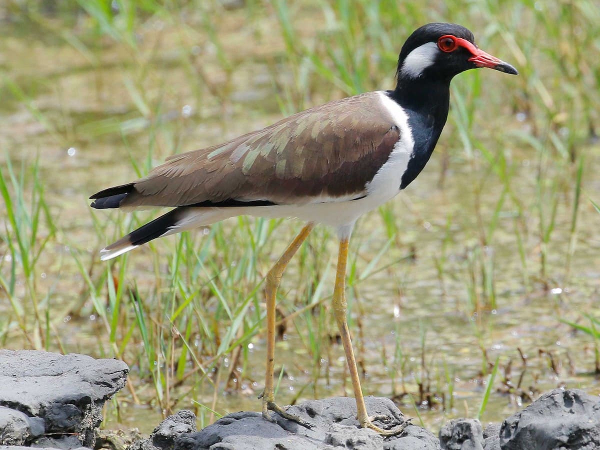 Red-wattled Lapwing